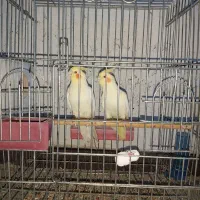 فروش تعدادی عروس هلندی لوتینو|پرنده|اهواز, پردیس|دیوار