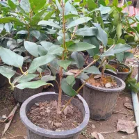 یاس و شمشاد و یوکا|گل و گیاه طبیعی|تنکابن, |دیوار