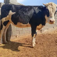 گوساله گوشتی ثابت