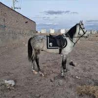 اسب|اسب و تجهیزات اسب‌سواری|کرمان, |دیوار