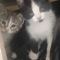 واگذاری بچه گربه|گربه|اندیشه, اندیشه فاز ۱|دیوار