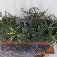 گل وگلدان|گل مصنوعی|اهواز, فرهنگ شهر|دیوار