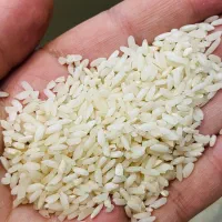 برنج چمپا میداوود