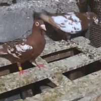 جفت میلومنز
