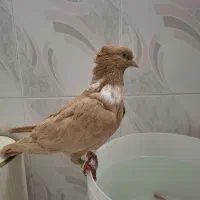 کلاغ نواری زرد