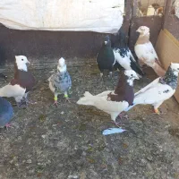 کبوتر پرنده|پرنده|قزوین, |دیوار