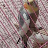 عروس هلندی شرط تخم|پرنده|کرخه, |دیوار