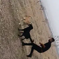 سگ سرابی|سگ|صوفیان, |دیوار