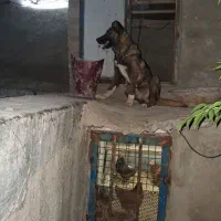 توله سگ سرابی
