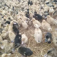 ۱۵۰۰ عدد جوجه اردک پکنی درجه ۱|حیوانات مزرعه|تولم شهر, |دیوار