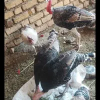 پنج عدد بوقلمون سرحال تمیزهیچ مشگلی ندار۰۰۰ ۲۸