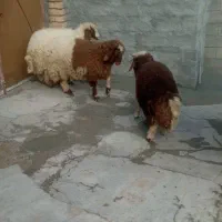 سه راس بره نر .