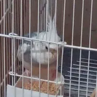 عروس هلندی مولد|پرنده|زرقان, |دیوار