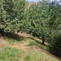 زمین ۳۰۰ متری مسکونی ،خشکچال، بالای قلعه حسن صباح|فروش زمین و ملک کلنگی|قزوین, |دیوار