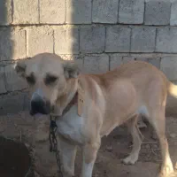 سگ سرابی