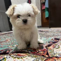 سگ‌مالتیر|سگ|اردبیل, |دیوار