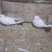 کبوتر کله رنگی و دم رنگی|پرنده|جلفا, |دیوار