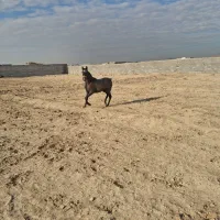 کره مادیان انسیاتوری