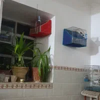 سقا قناری عروس هلندی