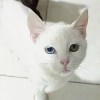 گربه چشم دو رنگ انگورا