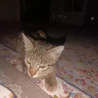 واگذاری گربه