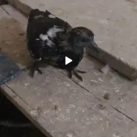 ابلغ افغونی