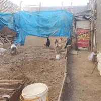 خروس بزرگ|حیوانات مزرعه|مشهد, صیدآباد|دیوار