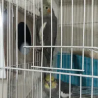 عروس هلندی نرو ماده