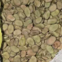 فروش باقاله خوب