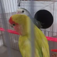 جفت کوتوله|پرنده|مشهد, بهاران|دیوار