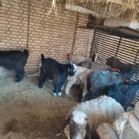 بره و بیگ شیری|حیوانات مزرعه|گتوند, |دیوار