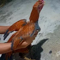 خروس و جوجه لاری افغانی