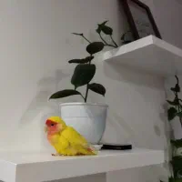 کوتوله برزیلی ماده