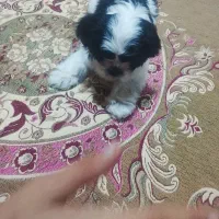سگ نر سه ماهه