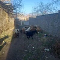 میش بره دار سالم