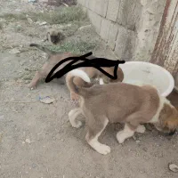 گمشده سگ سرابی