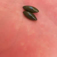 ماکت سنگ اصلی ب شرط تسط