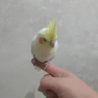 جوجه عروس هلندی|پرنده|نسیمشهر, |دیوار