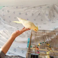 ۲ عدد عروس هلندی نر و ماده به همراه قفس و متعلقات