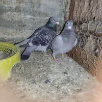 کفتر مسافتی|پرنده|گنبد کاووس, |دیوار