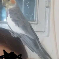 مخلوق زیبا|پرنده|تهران, دانشگاه شریف|دیوار