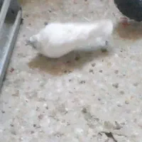 کبوتر تهرانی پرشی|پرنده|محمدشهر, همایون ویلا|دیوار