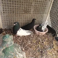 کبوتر رنگی|پرنده|گله دار, |دیوار