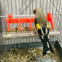 سهره بخون دهن دار|پرنده|پاکدشت, پاکدشت (مامازند)|دیوار