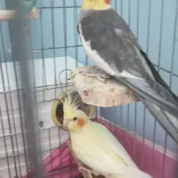 عروس هلندی جفتی و تکی|پرنده|لوندویل, |دیوار