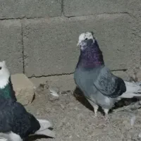 نروماده شازده