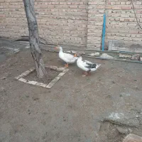 غاز|حیوانات مزرعه|همدان, |دیوار