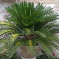 سیکاس سالم