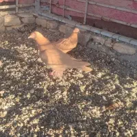 کفتر زرد درجایی