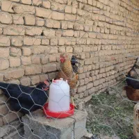 مرغ و خروس|حیوانات مزرعه|ملایر, |دیوار